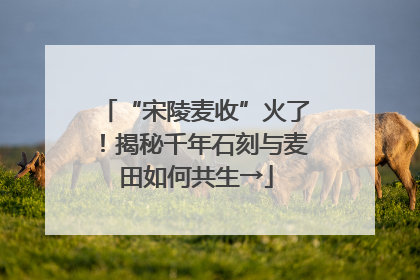 “宋陵麦收”火了！揭秘千年石刻与麦田如何共生→