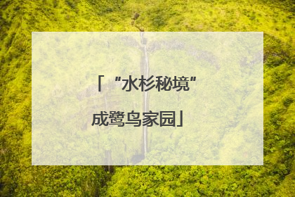 “水杉秘境”成鹭鸟家园