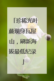 珍稀光叶蕨现身瓦屋山，刷新海拔最低纪录