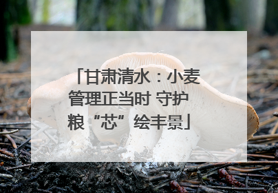 甘肃清水：小麦管理正当时 守护粮“芯”绘丰景