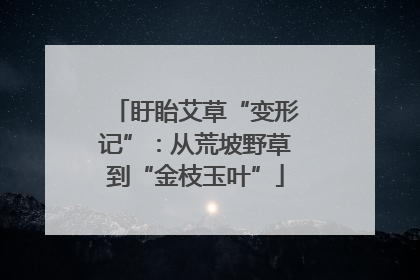 盱眙艾草“变形记”：从荒坡野草到“金枝玉叶”