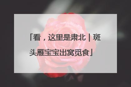 看，这里是肃北｜斑头雁宝宝出窝觅食