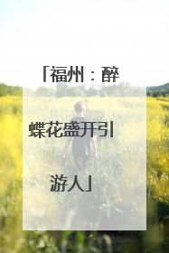 福州：醉蝶花盛开引游人
