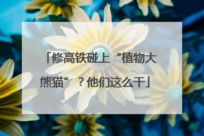 修高铁碰上“植物大熊猫”？他们这么干