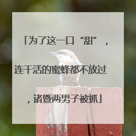为了这一口“甜”，连干活的蜜蜂都不放过，诸暨两男子被抓
