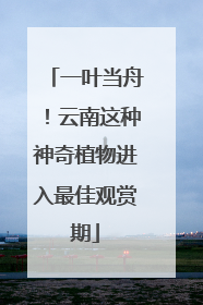 一叶当舟！云南这种神奇植物进入最佳观赏期