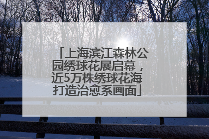 上海滨江森林公园绣球花展启幕，近5万株绣球花海打造治愈系画面