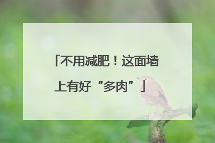 不用减肥！这面墙上有好“多肉”