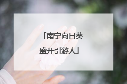 南宁向日葵盛开引游人