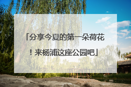分享今夏的第一朵荷花！来杨浦这座公园吧