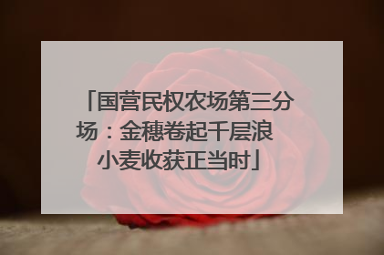 国营民权农场第三分场：金穗卷起千层浪 小麦收获正当时