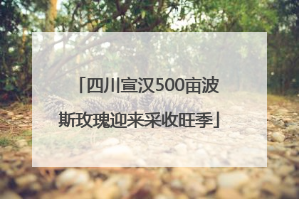 四川宣汉500亩波斯玫瑰迎来采收旺季