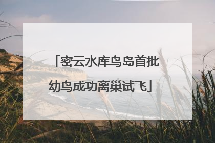 密云水库鸟岛首批幼鸟成功离巢试飞