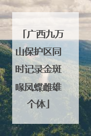 广西九万山保护区同时记录金斑喙凤蝶雌雄个体