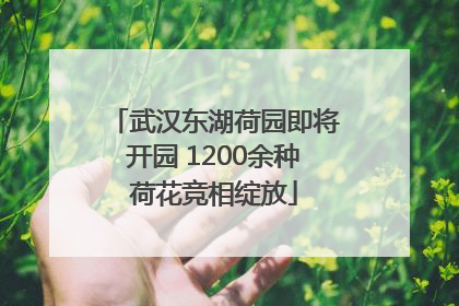 武汉东湖荷园即将开园 1200余种荷花竞相绽放