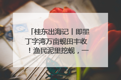 桂东出海记丨即墨丁字湾万亩蚬田丰收！渔民泥里挖蚬，一天上岸过千斤