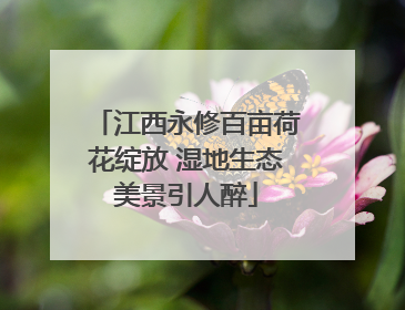 江西永修百亩荷花绽放 湿地生态美景引人醉