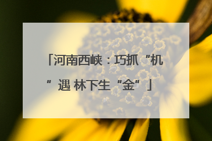 河南西峡：巧抓“机”遇 林下生“金”