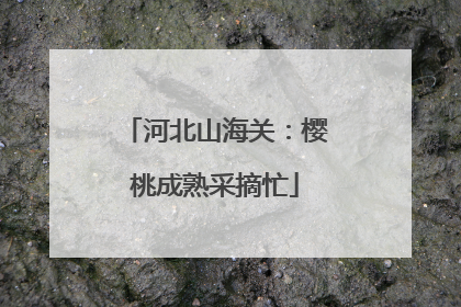 河北山海关:樱桃成熟采摘忙