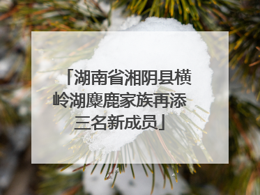 湖南省湘阴县横岭湖麋鹿家族再添三名新成员