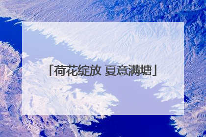 荷花绽放 夏意满塘