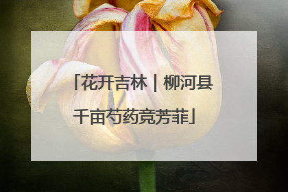 花开吉林｜柳河县千亩芍药竞芳菲