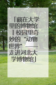 藏在大学里的博物馆丨校园里奇妙的“动物世界”——走进河北大学博物馆