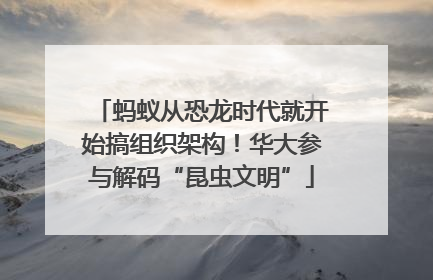 蚂蚁从恐龙时代就开始搞组织架构！华大参与解码“昆虫文明”