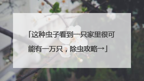 这种虫子看到一只家里很可能有一万只，除虫攻略→