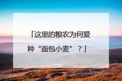 这里的粮农为何爱种“面包小麦”？